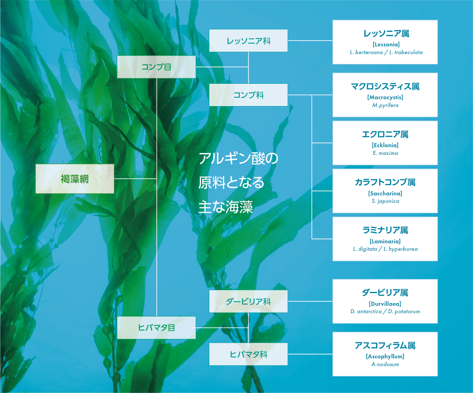 主なアルギン酸原料の褐藻植物分類