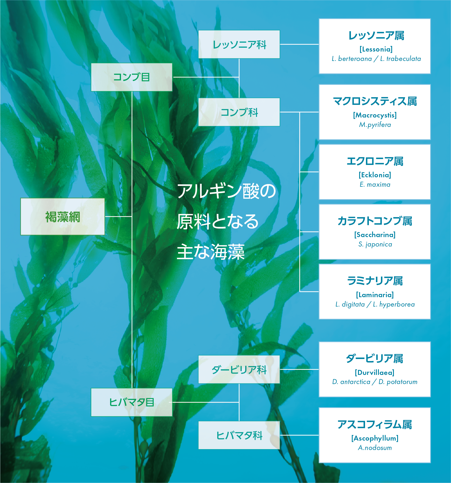 主なアルギン酸原料の褐藻植物分類