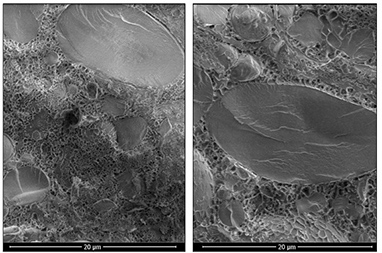 アルギンによる品質改良のメカニズム