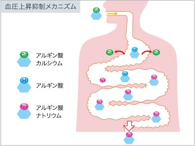 血圧上昇抑制メカニズム