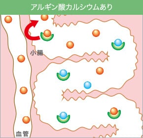 アルギン酸カルシウムあり